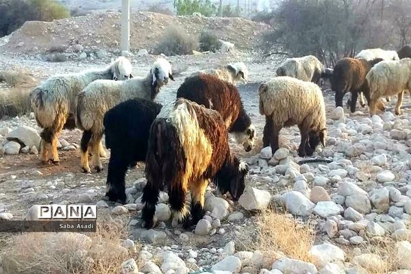 پرورش گوسفند و بره یک سرمایه‌گذاری بی ضرر در گله دار