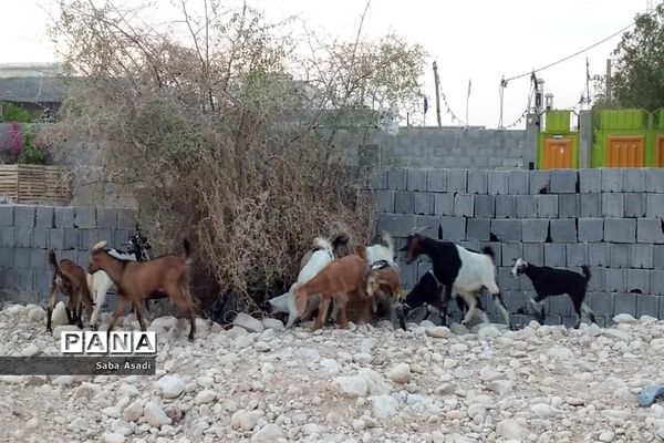 پرورش گوسفند و بره یک سرمایه‌گذاری بی ضرر در گله دار