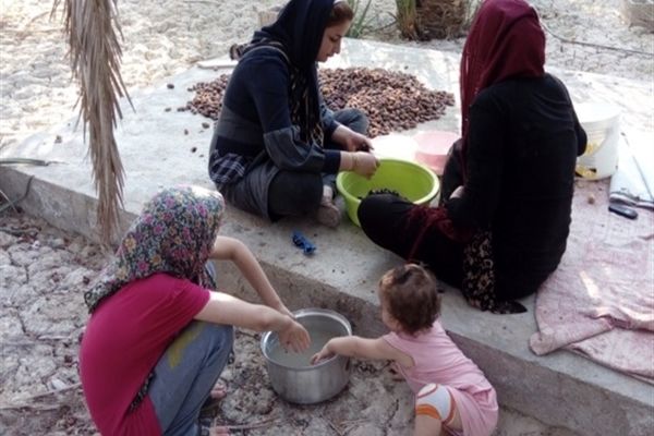 آغاز برداشت رطب و خرما از نخلستان‌های لامِرد فارس