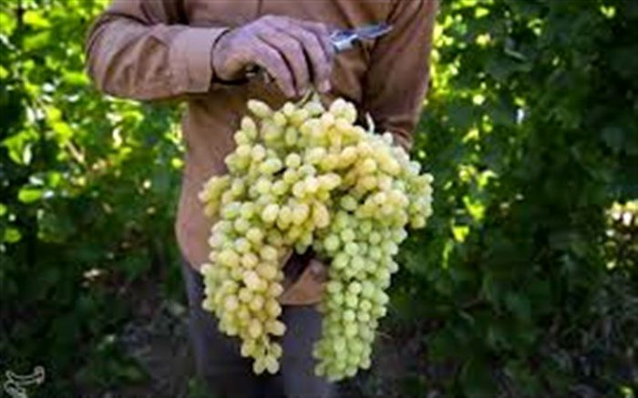 ۱۱۲ هزار تن انگور در آذربایجان غربی برداشت می شود