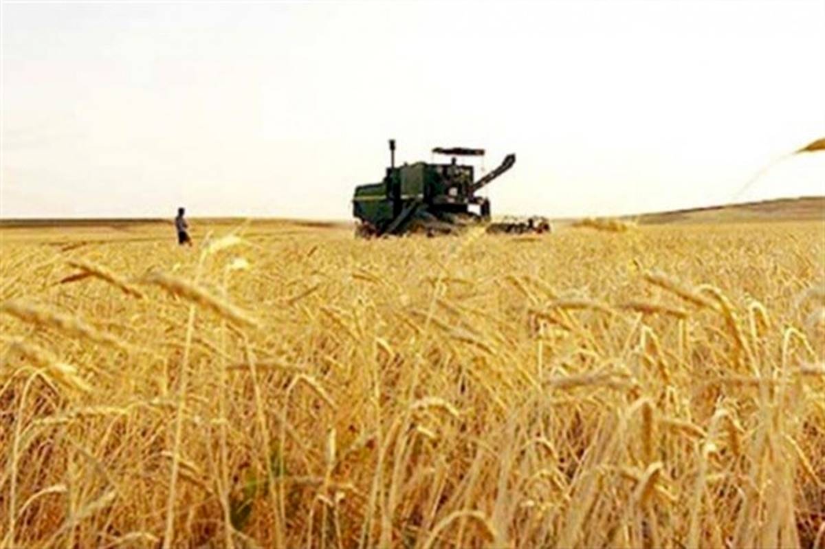 خرید گندم در آذربایجان غربی به 470 هزار تن رسید