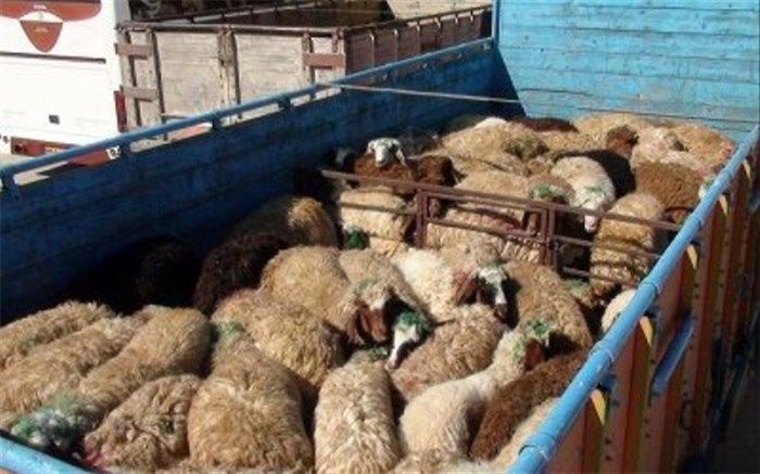 توقیف دو کامیون حامل 125 راس گوسفند قاچاق در زاهدان