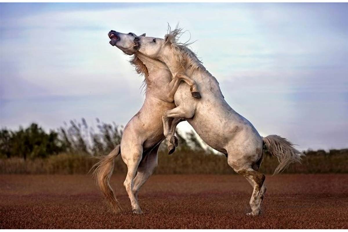 مبارزه اسب‌های وحشی در عکس روز نشنال جئوگرافیک