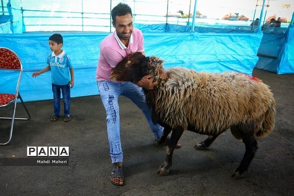 بازار خرید و فروش دام در آستانه عید قربان