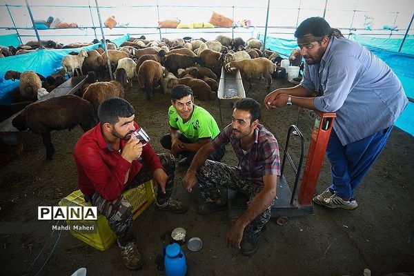 بازار خرید و فروش دام در آستانه عید قربان