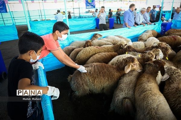 بازار خرید و فروش دام در آستانه عید قربان