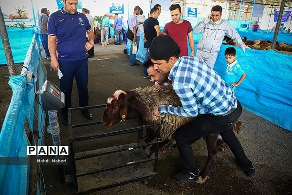 بازار خرید و فروش دام در آستانه عید قربان