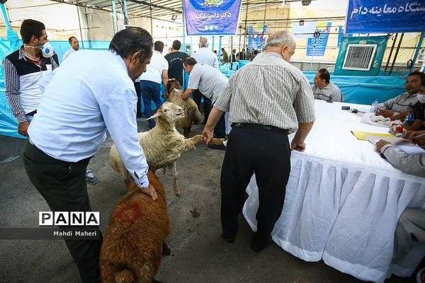 بازار خرید و فروش دام در آستانه عید قربان