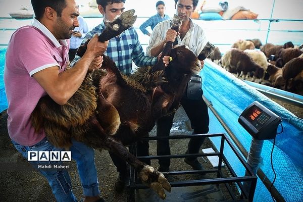 بازار خرید و فروش دام در آستانه عید قربان