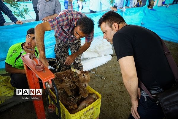 بازار خرید و فروش دام در آستانه عید قربان