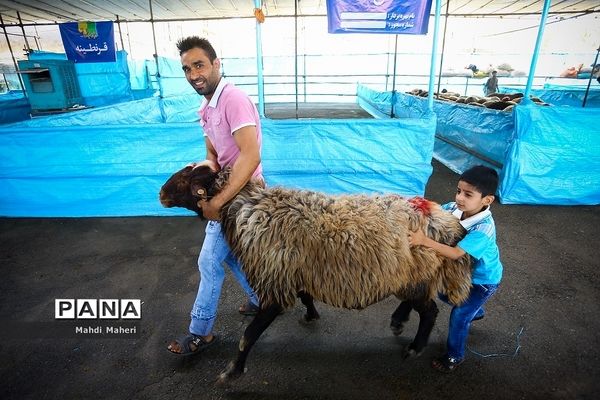 بازار خرید و فروش دام در آستانه عید قربان