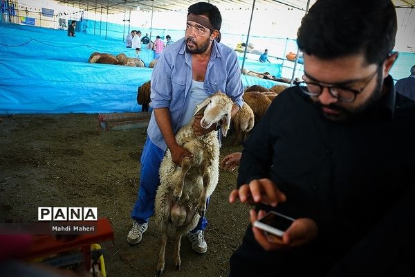 بازار خرید و فروش دام در آستانه عید قربان