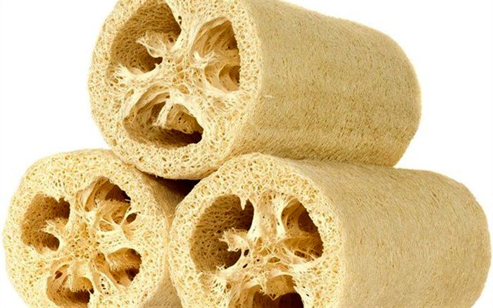 تولید لیف گیاهی با لوفا