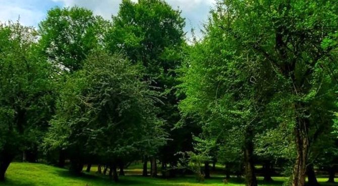  مرغ ملکوت و سفرس به اشعار مولانا 