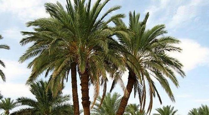 خرما، هدیه طبیعت و یادگار فرهنگ ایرانی