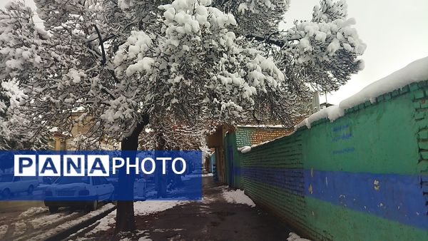 درختان طلایی ، سفید پوش شدند 