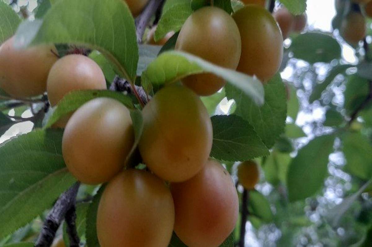 آلوچه پاییزه؛ میوهای کوچک با خواصی بزرگ در سامان
