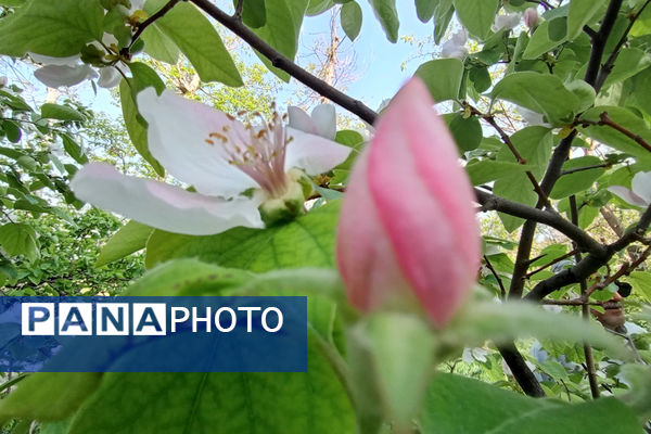 جلوه‌هایی از طبیعت تابستانی خلجستان و جعفرآباد قم