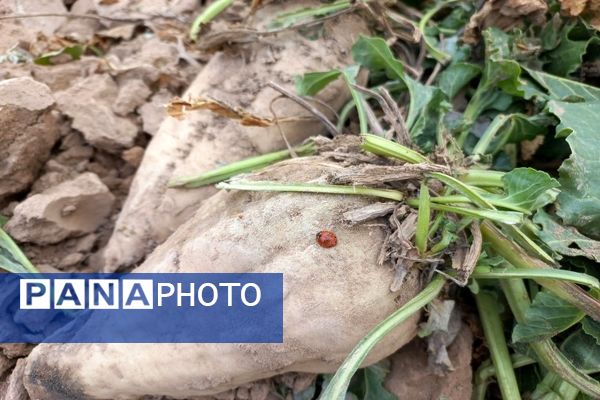 برداشت چغندرقند در روستای مفرنقا