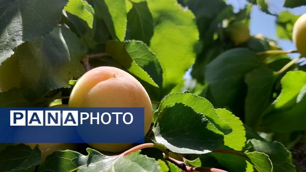 میوه‌های خوش‌رنگ و لعاب بهاری در روستای مارکده