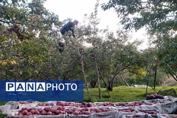 فصل زیبای پاییز در شهر بار نیشابور 