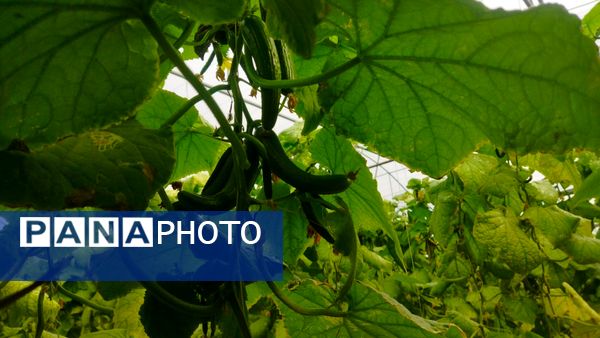 بازدید از گلخانه نمونه خسروشاه در هفته بسیج