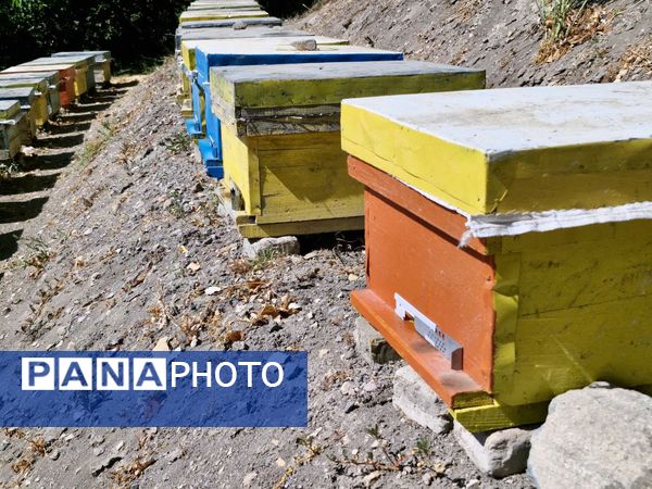 کندوها ؛ کارخانه های زنده طبیعت