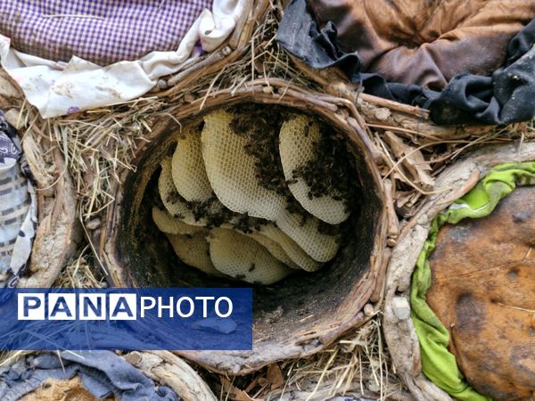 کندوها ؛ کارخانه های زنده طبیعت