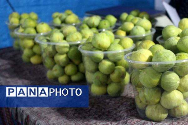 شُکرانه انجیر در گلوگاه 