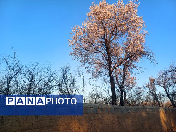 طبیعت با شکوفه‌های رنگارنگ به استقبال نوروز آمد