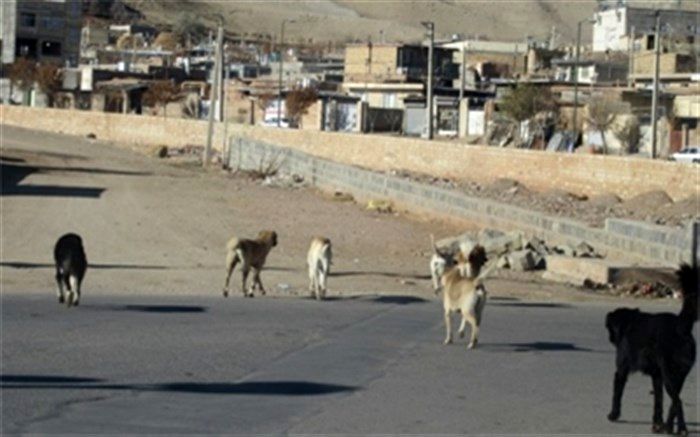 گزارش رهاسازی سگ‌های ولگرد در بیابان به دادستانی کرج ارسال می‌شود