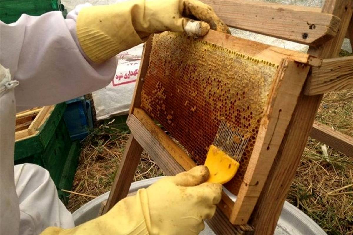 فعالیت بیش از ۲۰ مورد زنبورستان فعال در شهرستان سربیشه