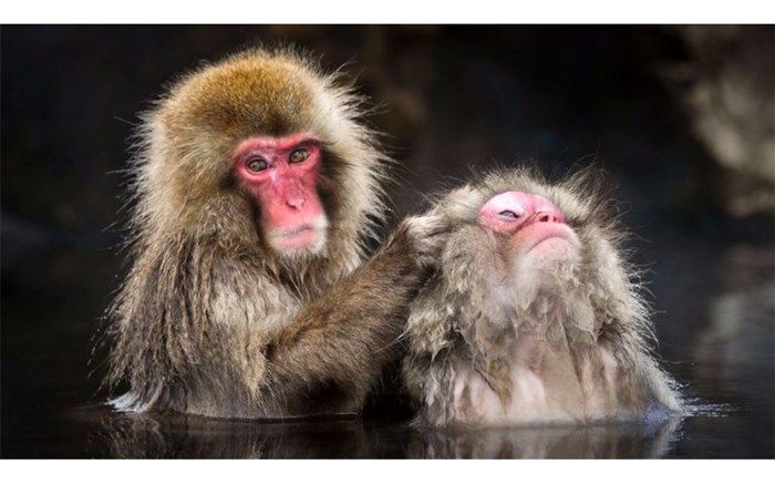 آب‌تنی میمون‌های ژاپنی؛ عکس روز نشنال‌جئوگرافیک