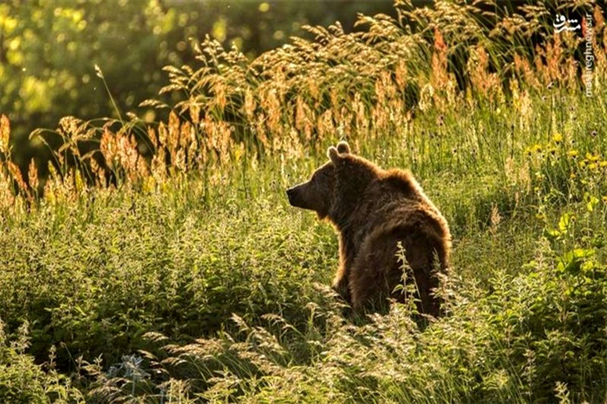 تصویر/ خرس قهوه‌ای در ارتفاعات ساری