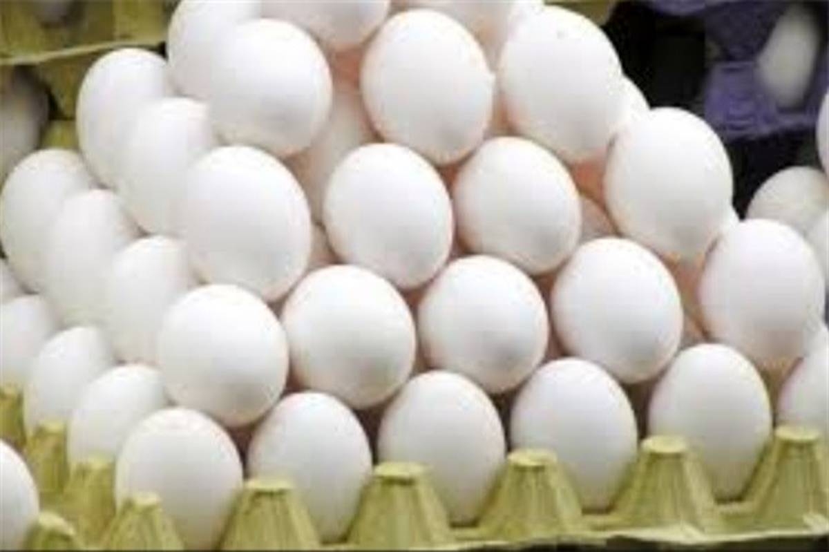 شهرری دارنده رتبه دوم تولید تخم مرغ در استان تهران