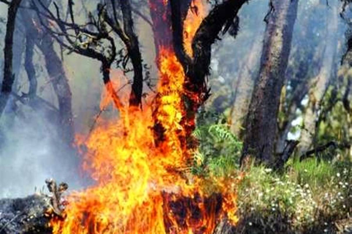رئیس اداره منابع طبیعی و آبخیزداری چالوس: مهار آتش جنگل مرزن آباد نیازمند بالگرد است