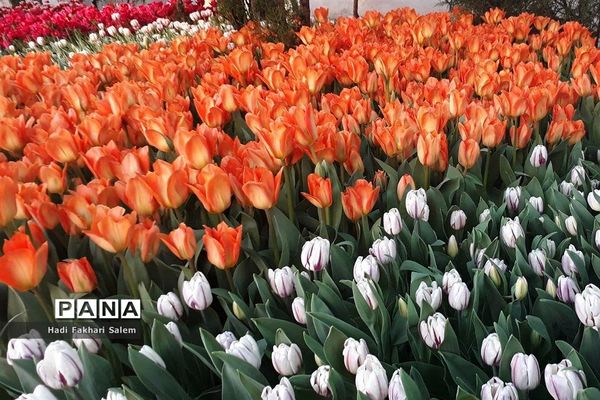 کاشت ۲۰۰ هزار لاله در پیاده رو خیابان زرافشان تهران