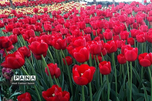 کاشت ۲۰۰ هزار لاله در پیاده رو خیابان زرافشان تهران