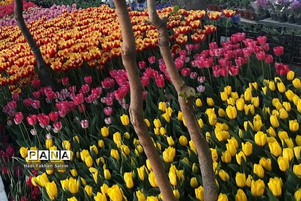 کاشت ۲۰۰ هزار لاله در پیاده رو خیابان زرافشان تهران