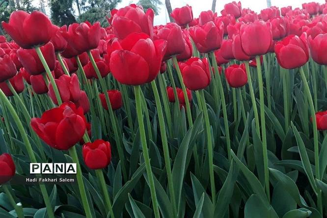 کاشت ۲۰۰ هزار لاله در پیاده رو خیابان زرافشان تهران
