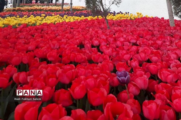 کاشت ۲۰۰ هزار لاله در پیاده رو خیابان زرافشان تهران