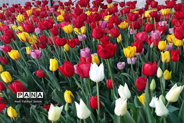 کاشت ۲۰۰ هزار لاله در پیاده رو خیابان زرافشان تهران