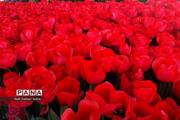 کاشت ۲۰۰ هزار لاله در پیاده رو خیابان زرافشان تهران