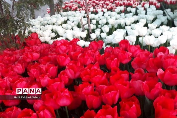 کاشت ۲۰۰ هزار لاله در پیاده رو خیابان زرافشان تهران
