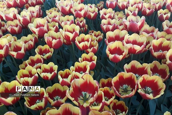 کاشت ۲۰۰ هزار لاله در پیاده رو خیابان زرافشان تهران