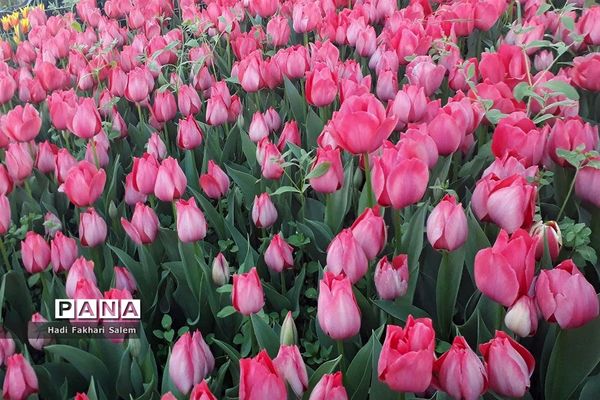 کاشت ۲۰۰ هزار لاله در پیاده رو خیابان زرافشان تهران