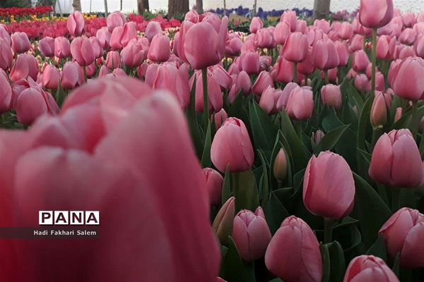 کاشت ۲۰۰ هزار لاله در پیاده رو خیابان زرافشان تهران