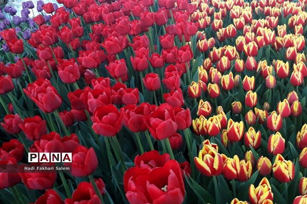 کاشت ۲۰۰ هزار لاله در پیاده رو خیابان زرافشان تهران