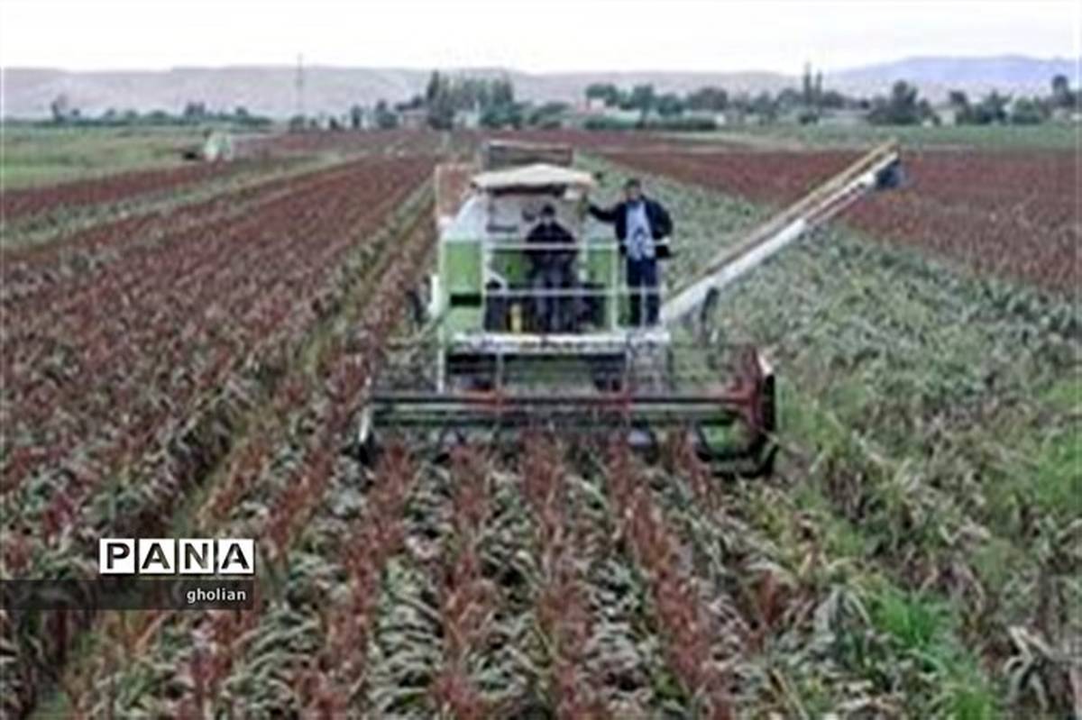 پارس آباد رتبه اول کشور در تولید سورگوم بذری را داراست