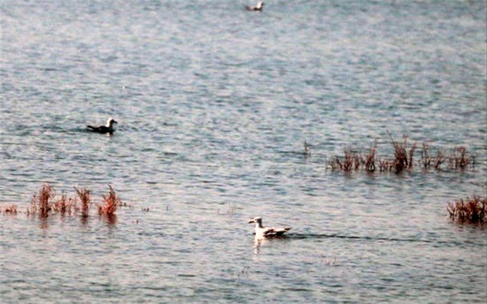 اداره کل حفاظت محیط زیست آذربایجان شرقی اعلام کرد؛بازگشت اردک های سرسفید به تالاب بین المللی قوری گول